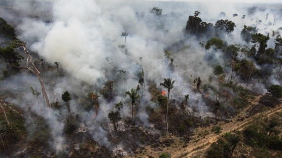 미국-중국 무역전쟁이 아마존 열대우림을 파괴한다