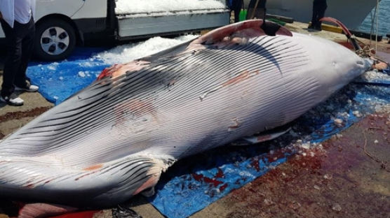 포항 바다서 죽은 밍크고래 발견…2800여만원에 거래