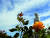 28일 오전 경남 남해군 삼동면 한 가정집 정원에서 장미가 흰 구름사이로 모습을 드러낸 파란하늘을 배경으로 활짝 피어 눈길을 끌고 있다. [뉴시스]