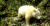 지난 20일 중국 쓰촨성의 월롱 국립자연보호구역에서 세계 최초로 발견된 야생 알비노 자이언트판다. [EPA=연합뉴스]