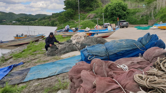 [단독]그 많던 임진강 ‘황복’ 어디로…어민들 “3년 전 북한댐 방류 여파”