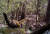 무등산 국립공원서 포착된 담비. [사진 국립공원공단 무등산국립공원사무소 제공] 