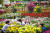 에버랜드가 세계 각국의 720종 100만 송이 장미를 화려하게 선보이는 ‘장미축제’를 다음 달 16일까지 개최한다. [사진 에버랜드]