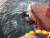 해경이 31일 오전 부안군 위도 북쪽 9㎞ 해상에서 전복된 7.93t급 어선에서 구조 작업을 벌이고 있다. 사진 부안해경
