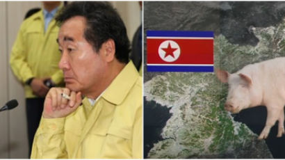 “북한에도 아프리카돼지열병” 공식 확인…이낙연 ‘차단 방역’ 긴급지시