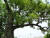 천연기념물 제96호 울진 수산리 굴참나무. 울진의 굴참나무는 굴참나무 가운데에서도 매우 크고 오래된 나무로서 생물학적 가치가 클 뿐만 아니라, 전설이 깃들어 있는 나무로서 문화적 가치도 높아 천연기념물로 지정·보호하고 있다. [사진 문화재청 국가문화유산포털]