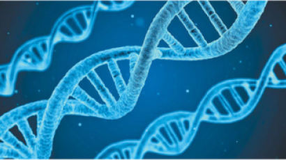 IBS, 자손에 유전자 전하는 ‘염색체 복제’ 핵심 원리 밝혀