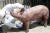 강원 양구군의 한 양돈 농가에서 가축방역 관계자가 아프리카돼지열병(ASF) 검사를 위해 돼지 채혈을 하고 있다. [연합뉴스]