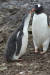 남극이(오른쪽)와 아직 솜털이 보송한 새끼 젠투펭귄 겨울이.[극지연구소]
