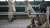 카블의 한 병원에서 지뢰로 두 다리를 잃은 한 어린이가 재활 훈련을 하고 있다. [사진 국제적십자위원회]