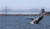 한 혹등고래가 4일 미국 캘리포니아 알라메다 앞 바다에서 솟구치고 있다.[AFP=연합뉴스]
