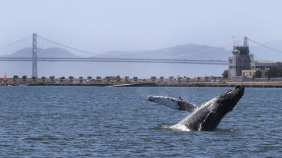 [서소문사진관]샌프란시스코 베이에서 솟구치는 혹등고래