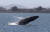 지난 4일 캘리포니아 알라메다 앞 바다에서 혹등고래가 솟구치고 있다.[AFP=연합뉴스]