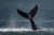 지난 5일 캘리포니아 알라메다 앞 바다에서 혹등고래가 솟구치고 있다.[AFP=연합뉴스]