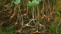 벌초 나선 50대, 1억원 대 ‘천종산삼’21뿌리 횡재