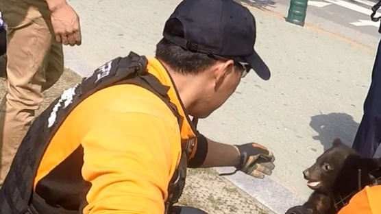 경주 첨성대 주변 어슬렁거린 반달가슴곰…관광객들이 신고