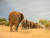 남아프리카공화국의 보물인 &#39;크루거 국립공원&#39;에서는 동물도 보고 럭셔리 리조트에 묵는 이색 체험을 할 수 있다. &#39;캠프 자블라니&#39;에서는 자블라니를 비롯한 코끼리 15마리가 살고 있다. [사진 캠프 자블라니]