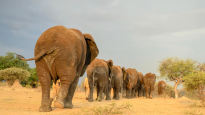 코끼리 15마리 자유롭게 노니는 남아공 이색 리조트