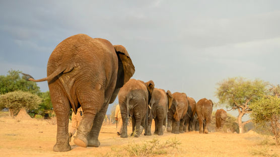 코끼리 15마리 자유롭게 노니는 남아공 이색 리조트