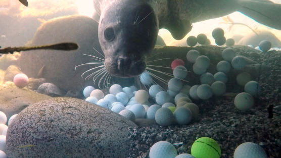 [서소문사진관]타이거 우즈형 로스트 볼 치면 안되요~,골프공 틈새로 먹이찾는 바다표범