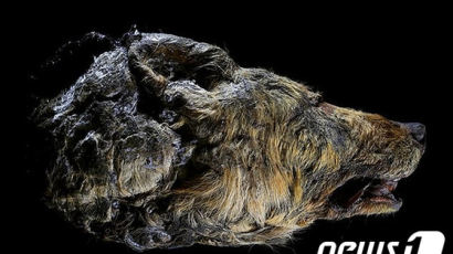 4만년 전 거대 늑대 머리, 온전한 상태로 발견…"황소만 했을 듯"