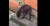 보르네오섬의 인도네시아 서칼리만탄주의 한 동물원에서 사육중인 곰. [트위터 @P3nj3l4j4h=연합뉴스]