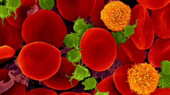 혈액형 바꾸는 기술 나왔다…O형 피 부족사태 해결사?