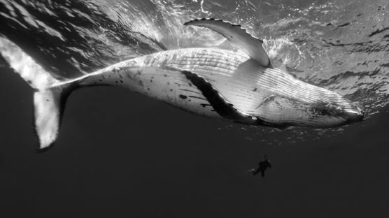 '움직이는 섬'展··· 고래를 사랑한 사진가의 기록