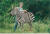 야생 얼룩말과 논문 제1저자 앨리슨 콥. 1991년 나이로비국립공원 동물보육원에서 야생 얼룩말을 빗질해주는 장면. [사진 스티븐 콥 제공] 