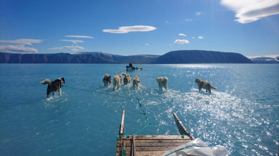 물위를 달리는 개 썰매…그린란드 빙하 하루에 20억t 사라져