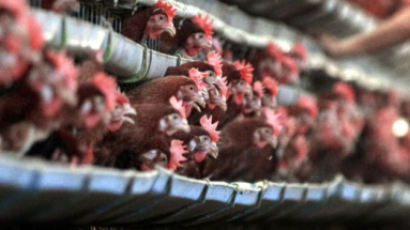 “보험금 타내려고…” 살아있는 닭 굶기고 태워 죽인 업자들