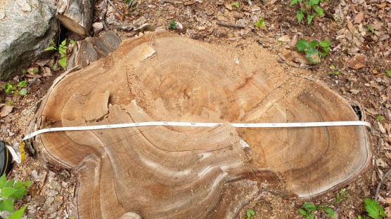 120년된 느티나무 잘라 탁자 만든 벌목꾼들…주민들 원성