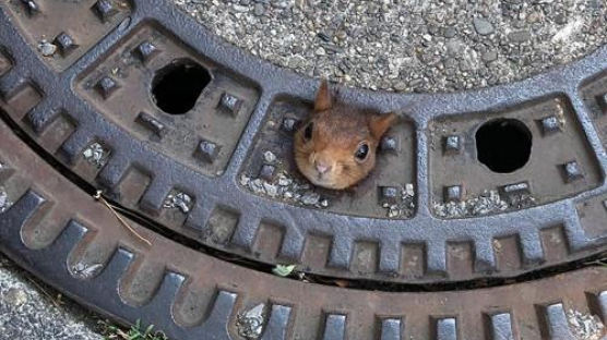 "살려주세요" 맨홀 뚜껑에 머리 낀 다람쥐 구출작전