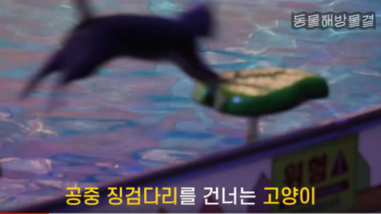 서울시의회로 번진 ‘고양이 학대’ 논란