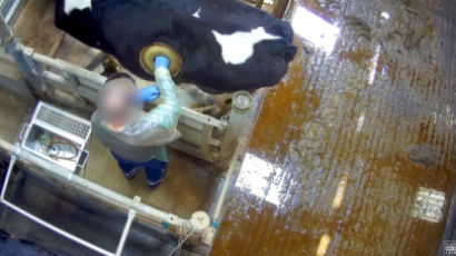 살아있는 젖소 몸에 구멍…동물실험 영상 공개되자 학대 논란 