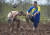  러시아 상트 페테르부르크에서 22일 (현지시간) 진흙탕 축구 대회를 앞두고 연습 경기를 하고 있다. [AP=연합뉴스]