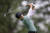 박성현이 24일 열린 LPGA 메이저 대회 KPMG 여자 PGA 챔피언십 4번 홀에서 티샷을 시도하고 있다. [AP=연합뉴스] 