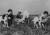 한국전쟁 직후 미국 NGO가 보내준 염소와 함께한 한국 어린이들. [사진 헤퍼 인터내셔널]
