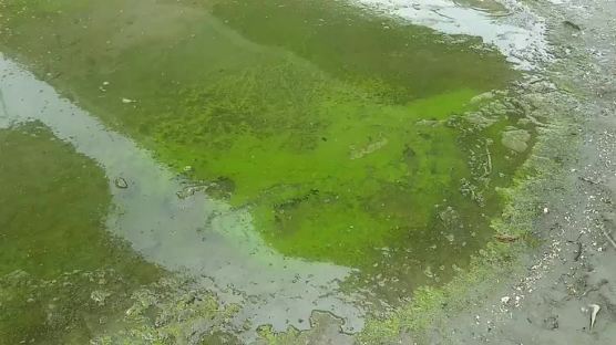 한강에서 올 들어 첫 녹조 발생 ‘비상’…고양 행주 나루터 일대