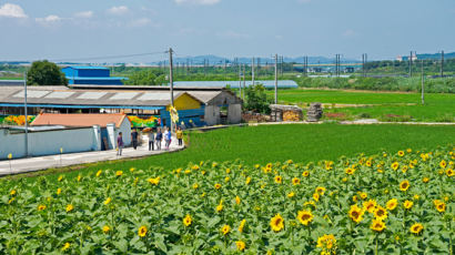 할매가 고울까 꽃이 고울까, 해바라기로 물든 시골 마을