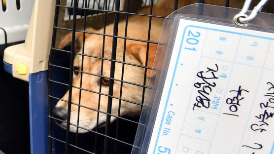 [서소문사진관]“전 살았나요?"…부산 구포가축시장 폐쇄,구출된 반려동물들