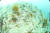경북 울진군 후포면 동쪽 바다에 위치한 &#39;왕돌초&#39;에 갯녹음 현상이 뚜렷하다. [사진 한국수산자원관리공단]