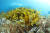 경북 울진군 후포면 동쪽 바다에 위치한 &#39;왕돌초&#39;는 숲처럼 해초류가 가득 자라나 있어 &#39;바다숲&#39;으로 불린다. [사진 한국수산자원관리공단]