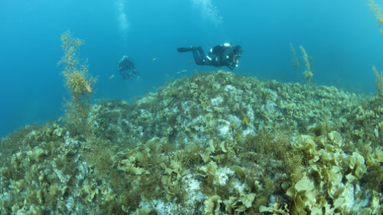 수중생물의 보고 울진 '왕돌초'…국가핵심 바다숲으로 관리