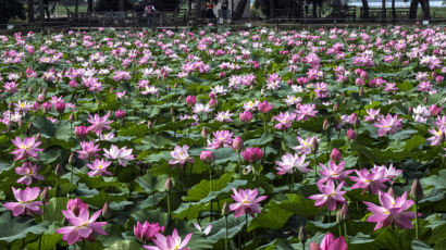 ‘연꽃 천국’ 이룬 양평 두물머리 세미원…‘연꽃 문화제’ 한창