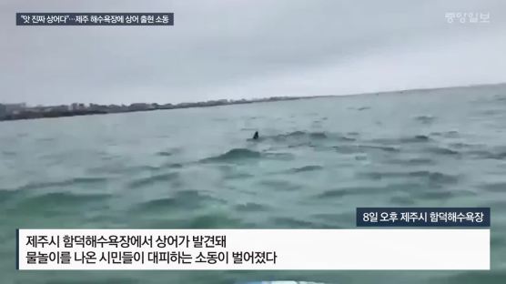 "앗 진짜 상어다"…제주 해수욕장에 상어 출현 소동