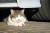보닛 커버를 열어 살펴보니 새끼 고양이가 미로 같은 통로에서 벨트에 몸을 꼬아 오도가도 못하고 있었다. 야생으로 자라 사람의 손길을 두려워하는 탓에 고양이는 쉽게 밖으로 나오지 않았다. 사진은 본 기사와 직접적인 관련은 없음.[사진 pixabay]