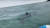 지난 8일 제주 함덕해수욕장에 나타난 상어를 서퍼들이 찍고 있다. [제주조천읍사무소 제공 동영상 캡처]