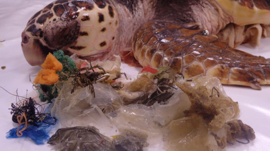 해파리인줄 알고 비닐 먹었다···제주 새끼 거북의 비극