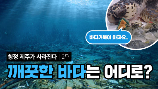 해파리인줄 알고 비닐 먹었다···제주 새끼 거북의 비극